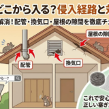 ネズミはどこから入る？侵入口ランキングと外周10分チェック