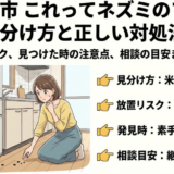 相模原市でネズミのフンらしきものを見つけた時の確認ポイント